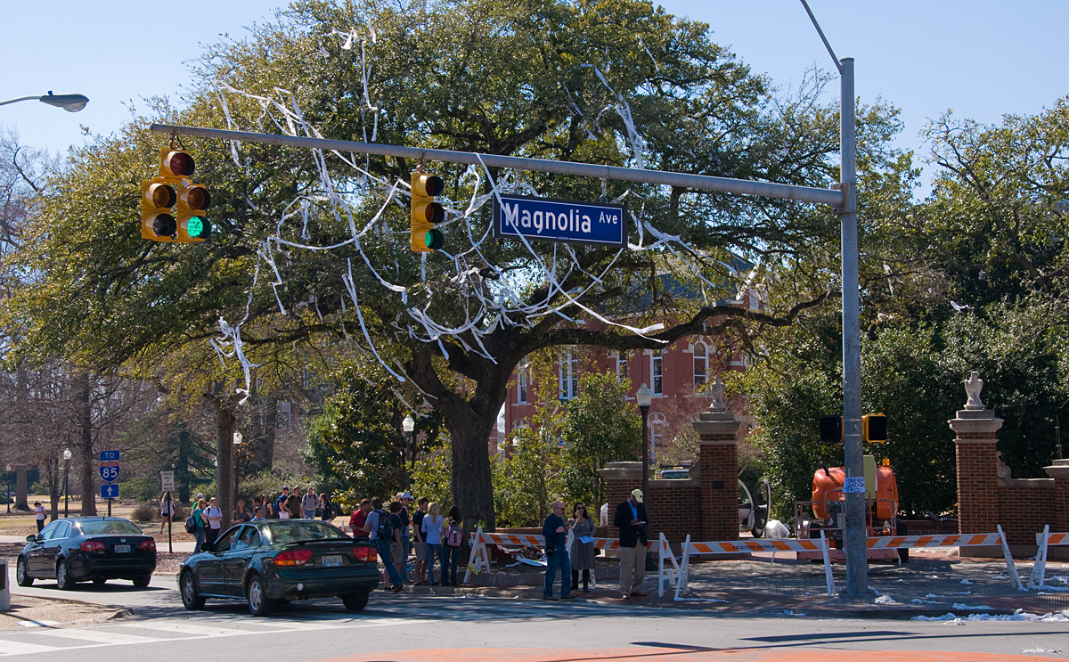Toomer's Oaks on the Corner of Magnolia and College just after they were poisoned