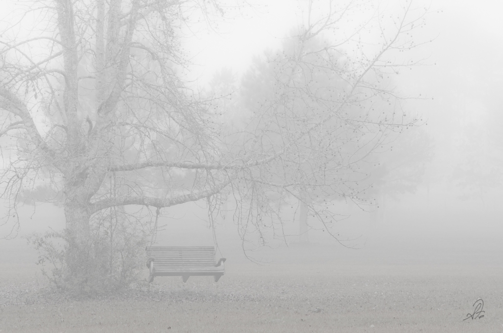 Massive Fog Bank Settles over Our Auburn Trees :: P365 [Day 8]
