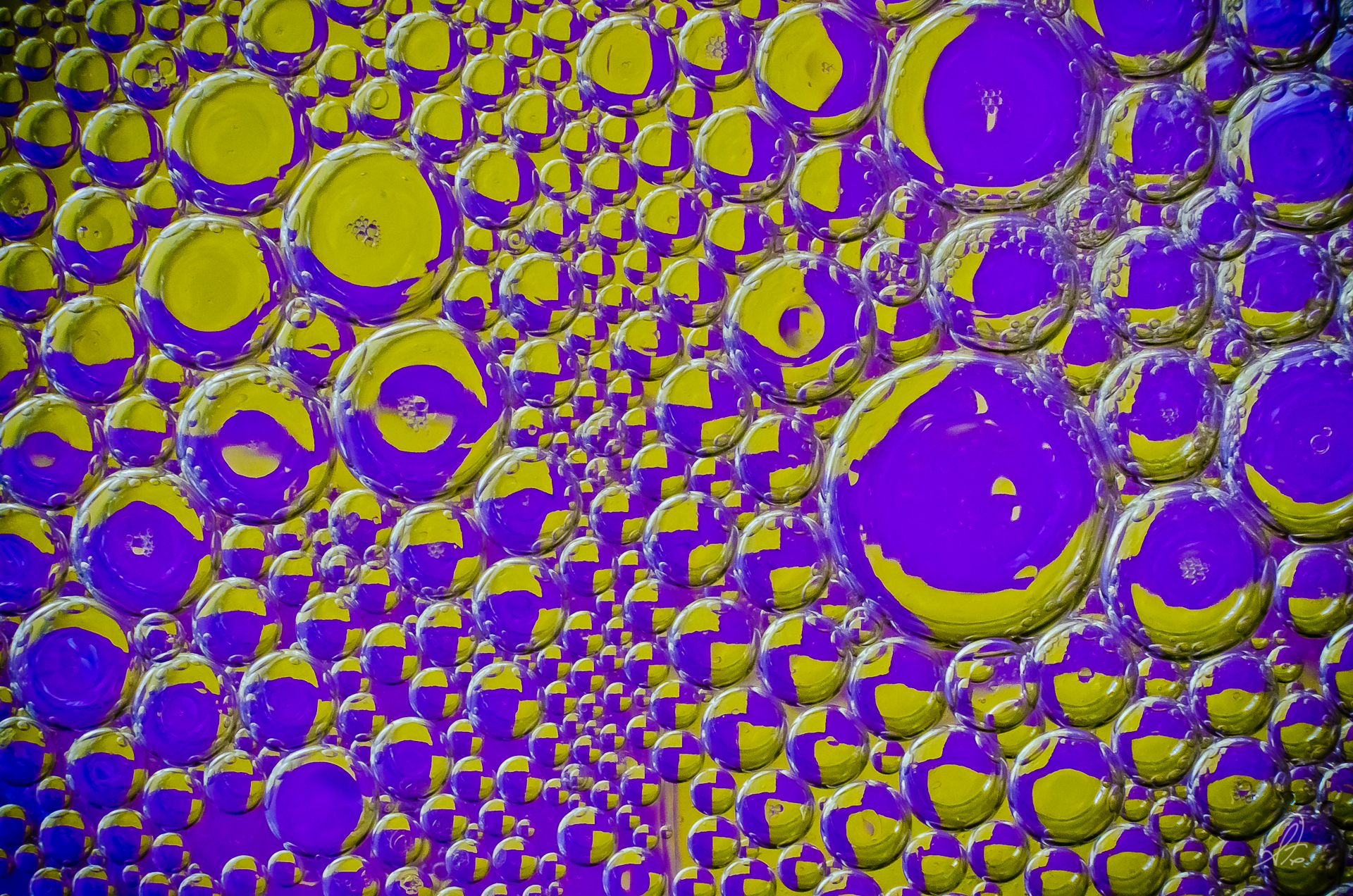 Project 365 [Day 243] Oil and Water in Purple and Yellow. Oil and Water in Purple and Yellow. This is a simple oil and water mixture with some yellow and purple paper under a clear bowl, shot with a macro extension tube setup and a 50mm Nikkor f/1.4 lens.