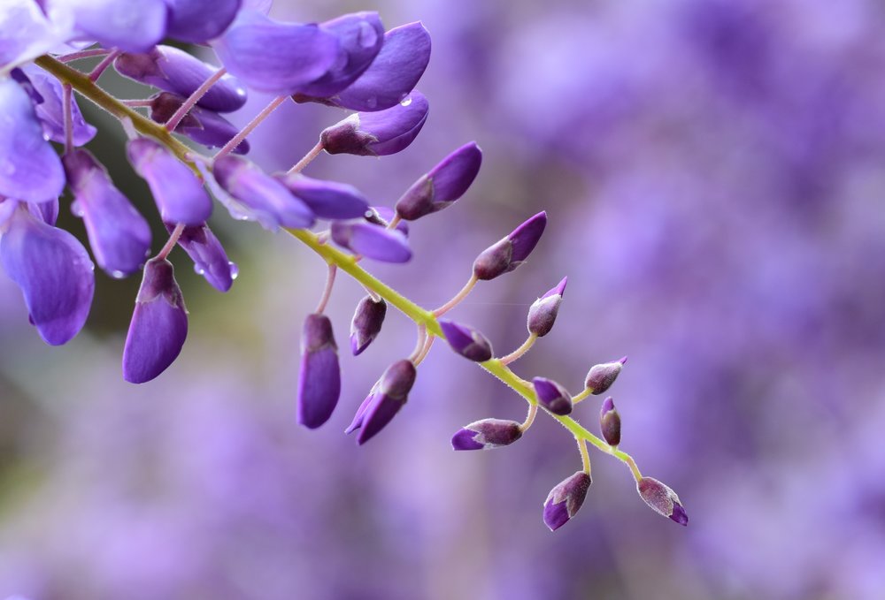 wisteria-spring-2016-a