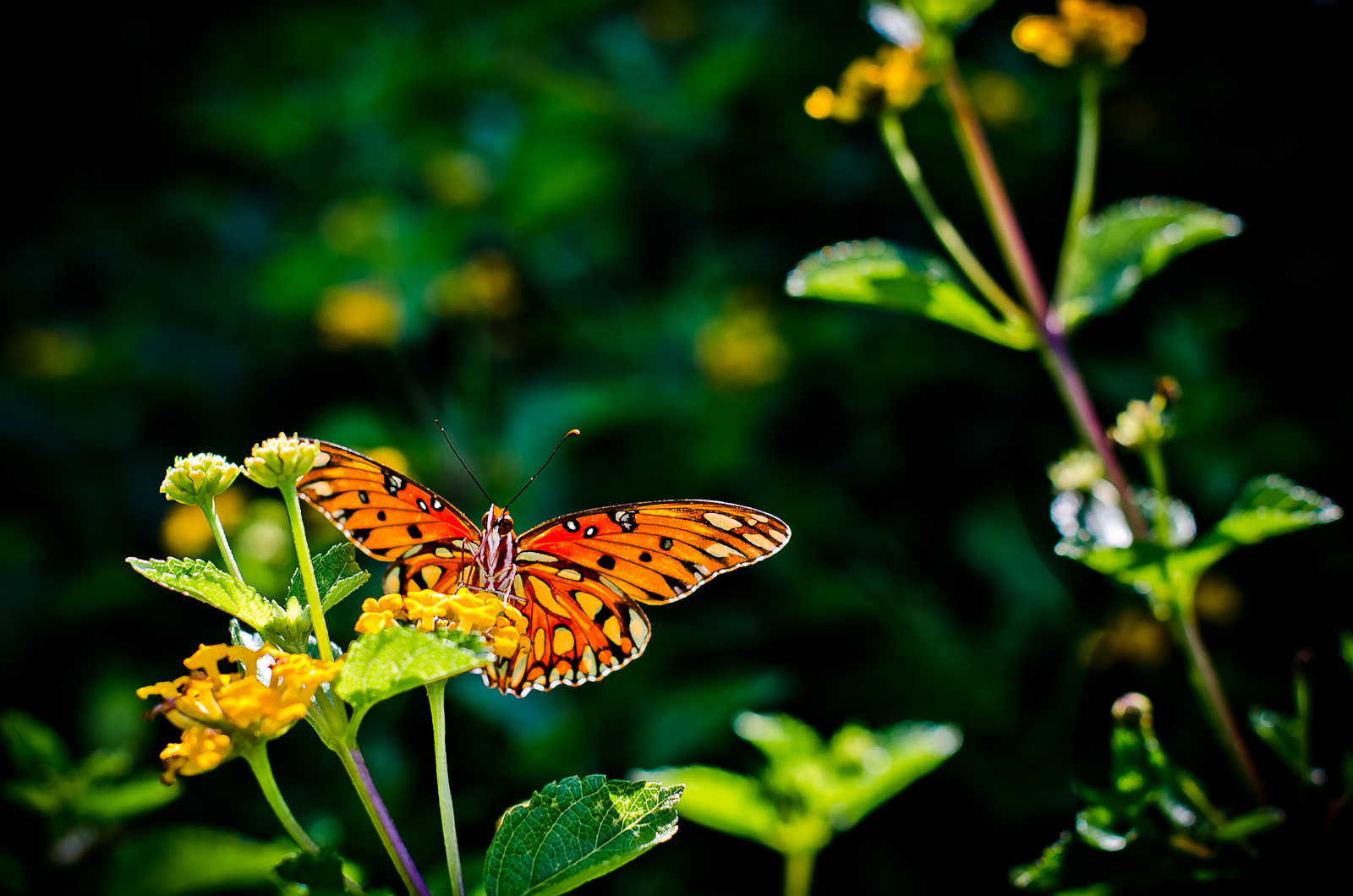 Project 365 [Day 271] Butterly on the Lantana in the Back Yard. This image is part of my ongoing Project 365.