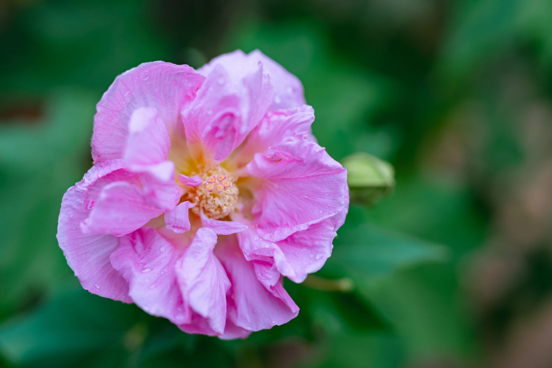 The Confederate Rose (Hibiscus mutabilis) Last of the Summer Blooms